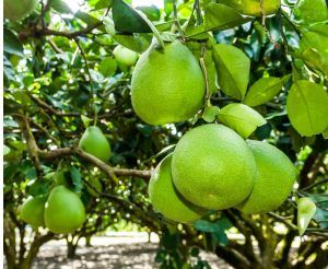 Bưởi da xanh là một sản phẩm nông sản mà Việt Nam có nhiều lợi thế tại thị trường Úc
