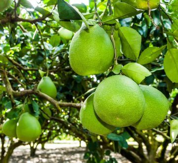 Australia Tạm Dừng Nhập Khẩu Bưởi Việt Nam: Vì Sao Phải Kiểm Soát Chặt Vùng Trồng Và Cơ Sở Đóng Gói?