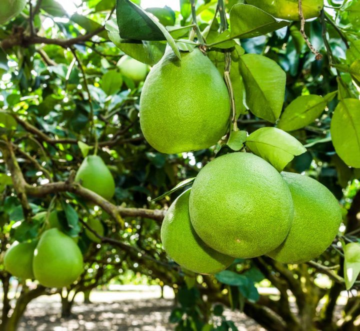 Australia Tạm Dừng Nhập Khẩu Bưởi Việt Nam: Vì Sao Phải Kiểm Soát Chặt Vùng Trồng Và Cơ Sở Đóng Gói?